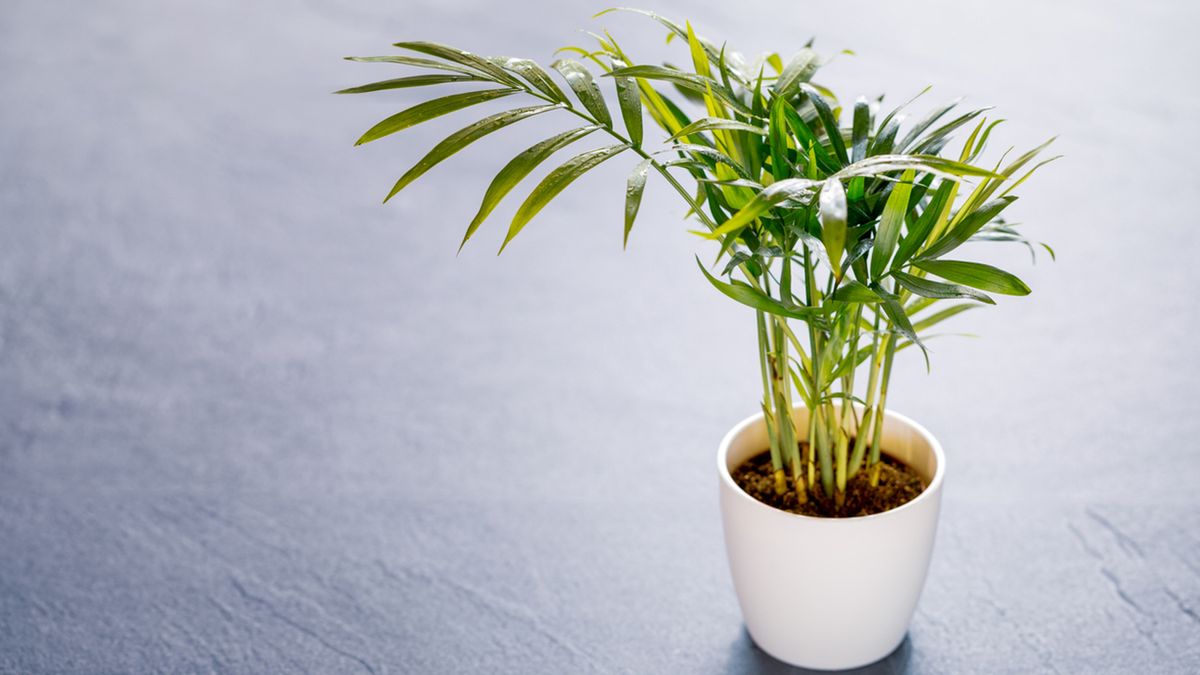 chamaedorea elegans planta interior poca luz