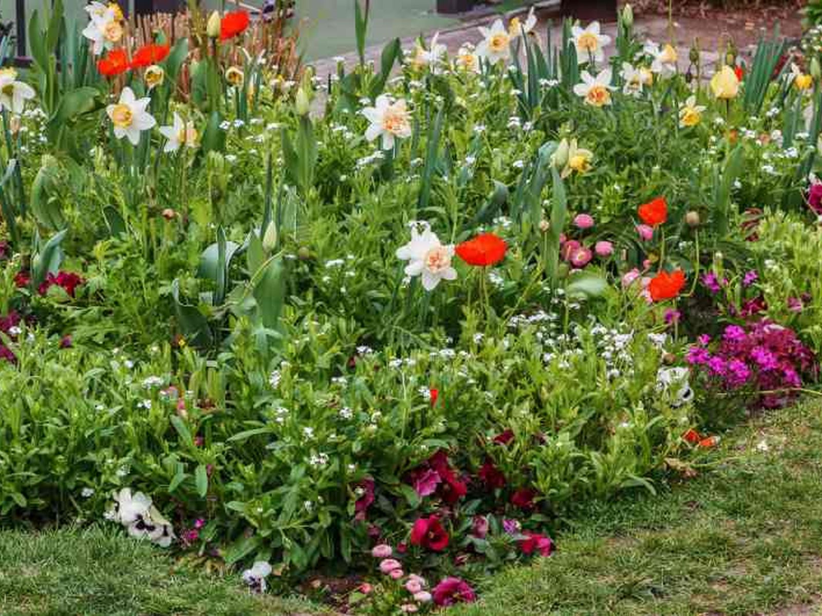 Los jardines de lluvia están formados por una variedad de plantas. Los jardines de lluvia están formados por una variedad de plantas.