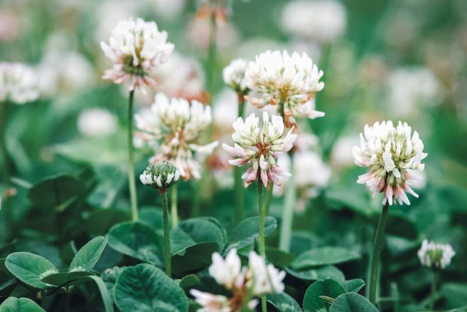 Trifolium repens Trifolium repens