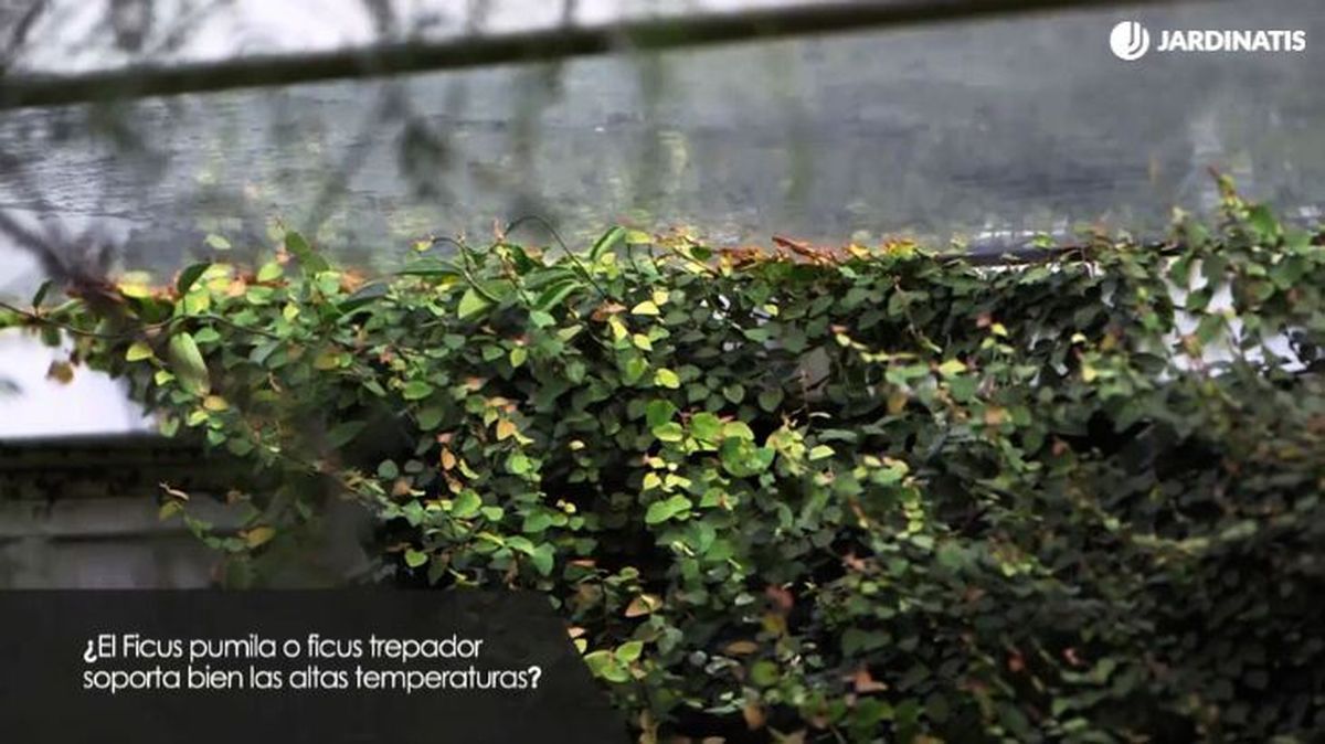 ficus pumila ficus trepador soporta calor
