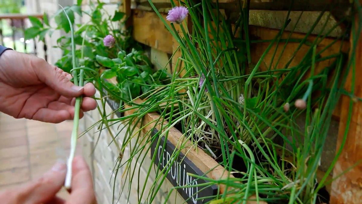 brico 956 huerto aromaticas palets paso7