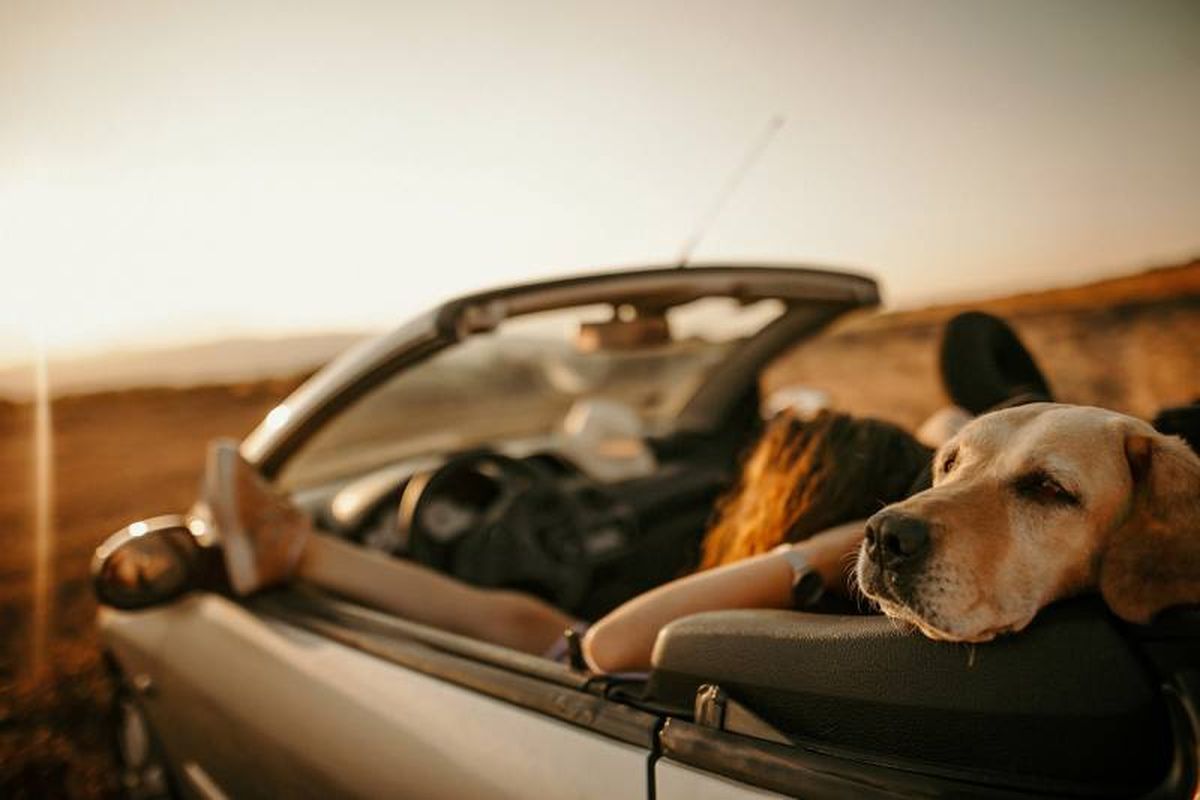 Consulta con el veterinario si tu mascota va a necesitar algún tratamiento preventivo.