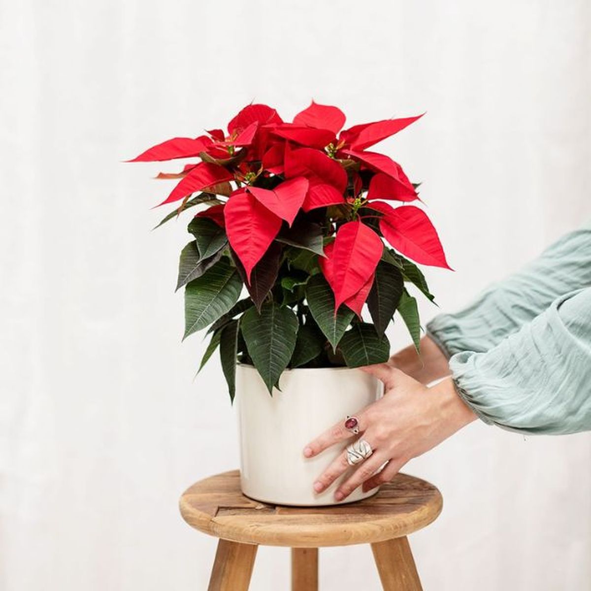 comprar flor de pascua colvin