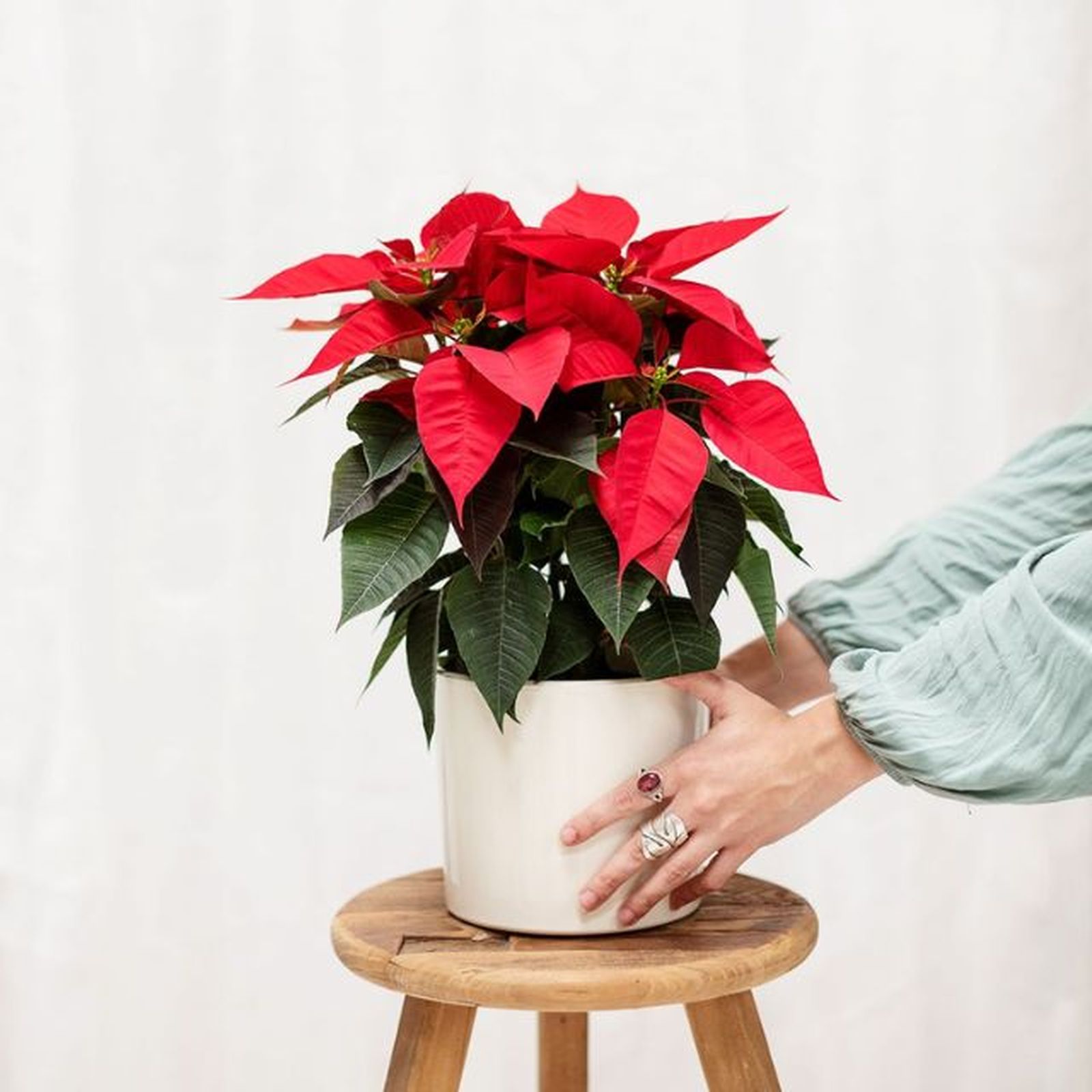 comprar flor de pascua colvin