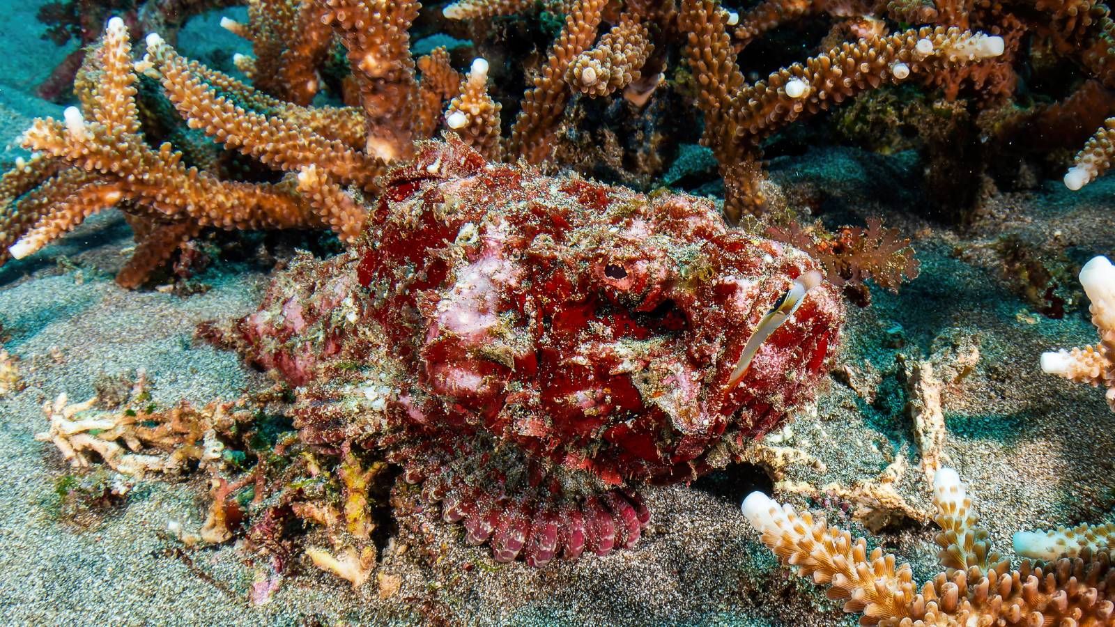 Los rascacios son unos expertos del camuflaje