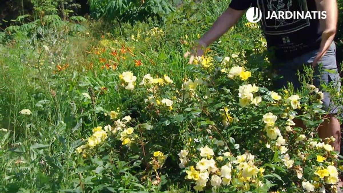 Dos variedades de rosales mutabilis: Rosal Eclat de rire y Rosal Bet Figueras