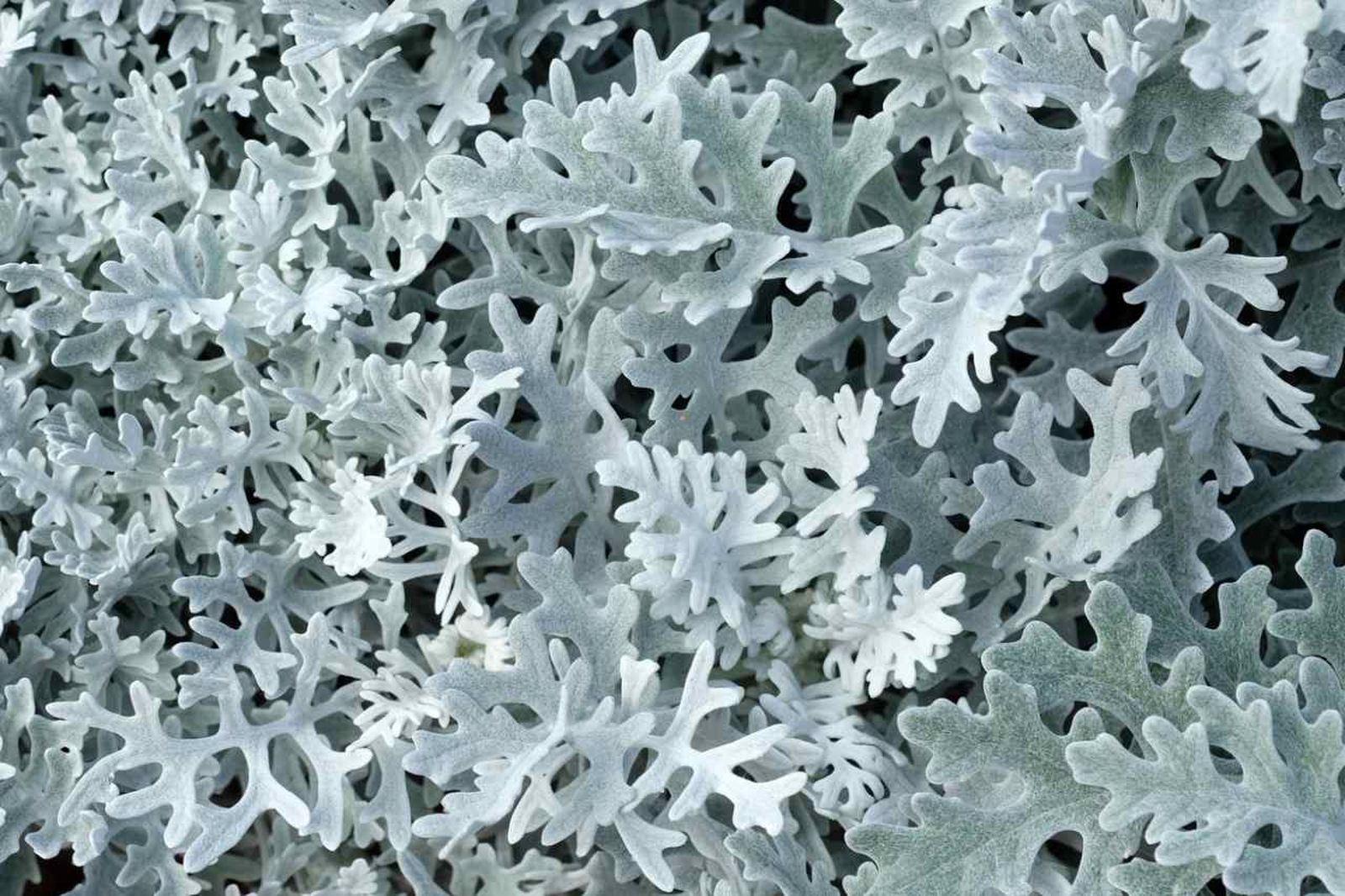Puedes llenar el jardín de un suave tono gris utilizando una variedad de plantas