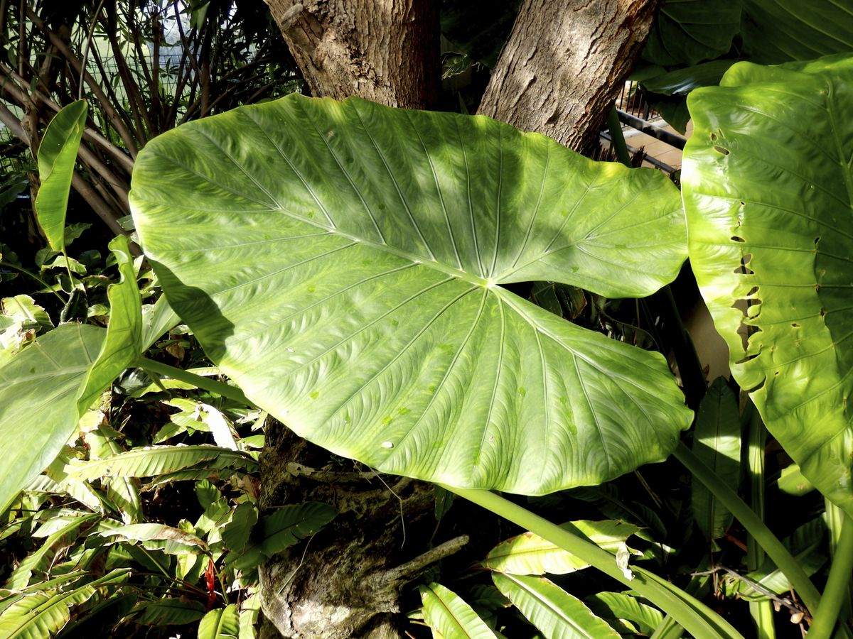 alocasia tallo verde
