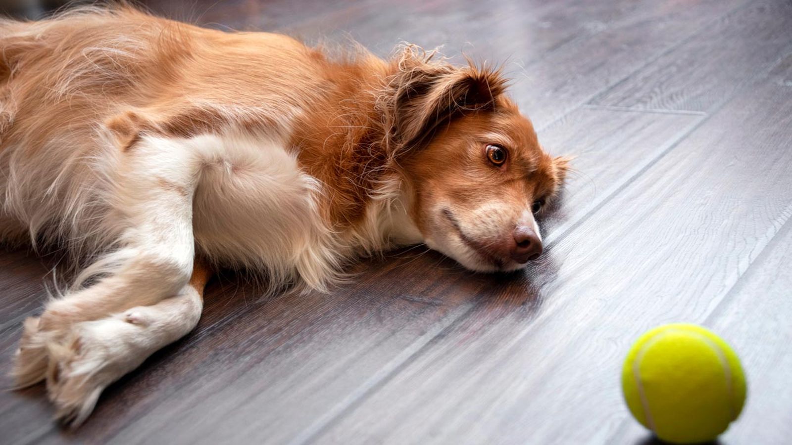 depresion en perros