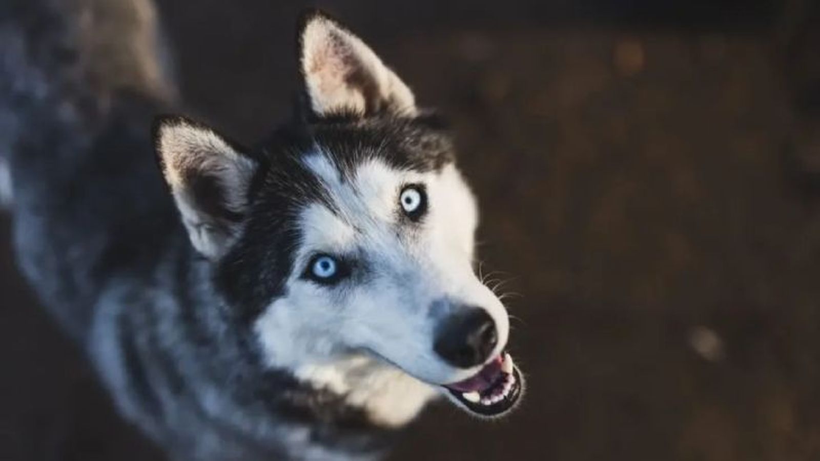 Perro husky mirando hacia arriba