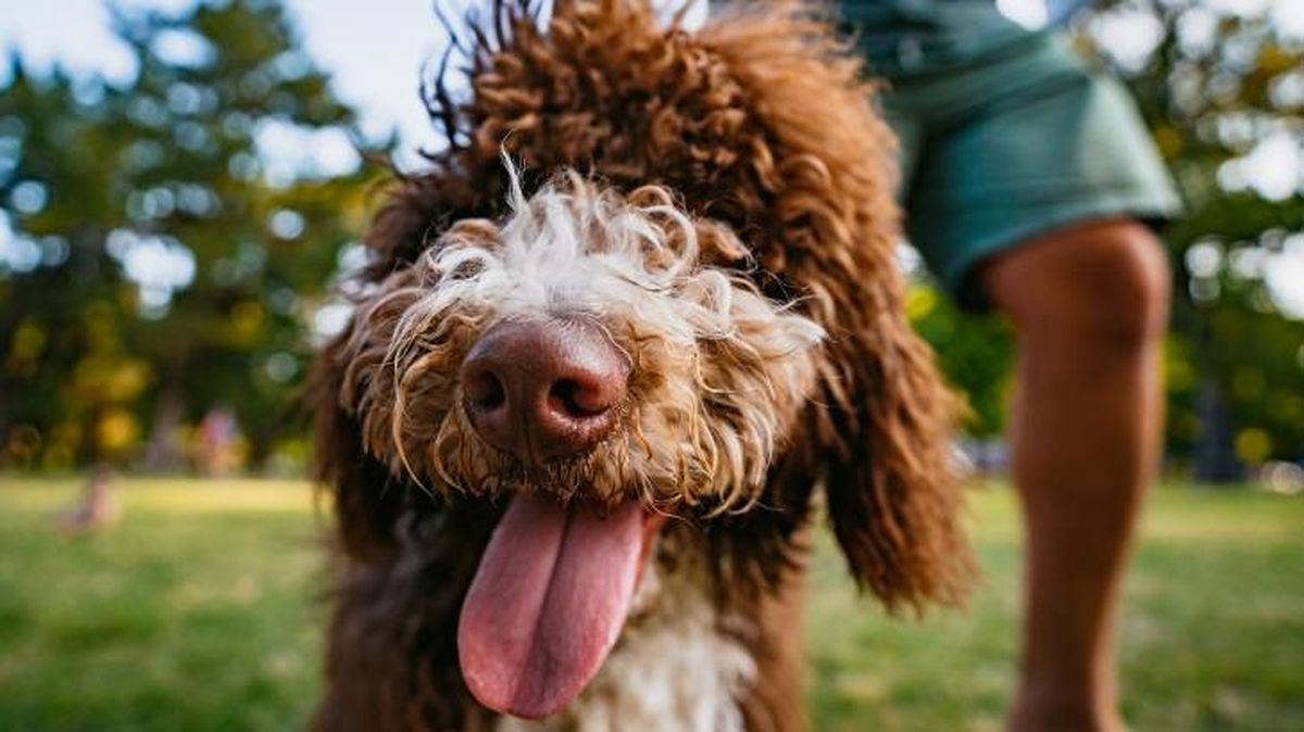 labradoodle curiosidades