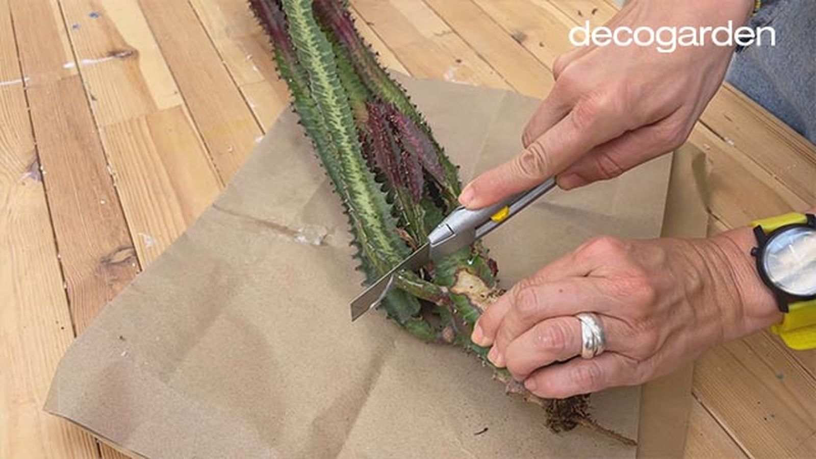 revivir cactus decorar maceta decoupage paso 1 revivir cactus decorar maceta decoupage paso 1