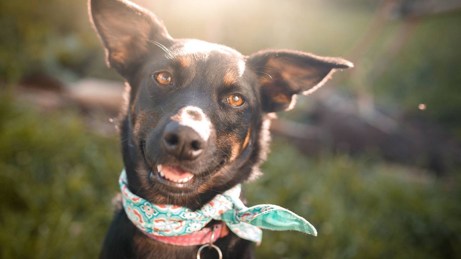 En la actualidad, el 90% de los perros tienen los ojos marrones.
