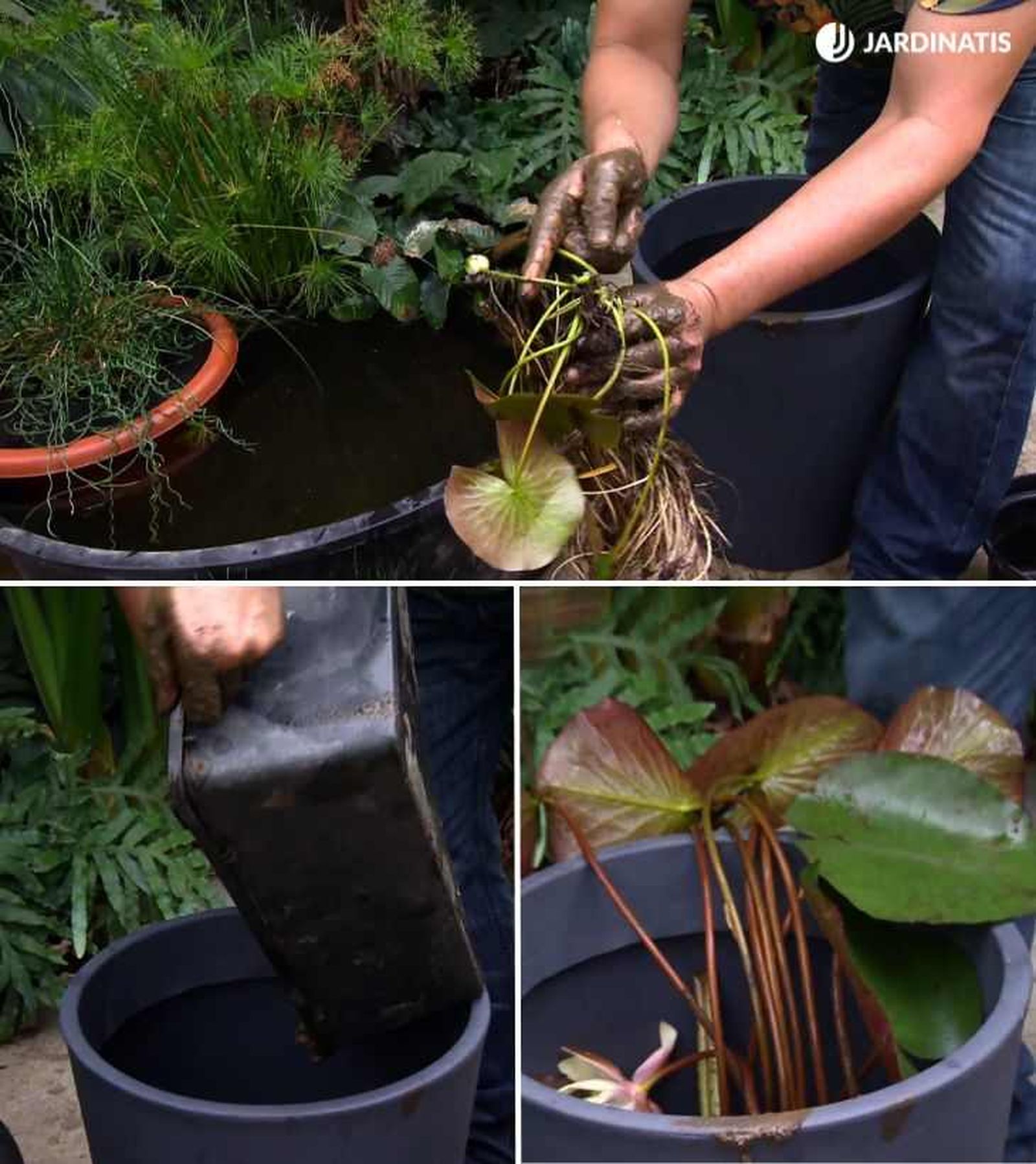 Plantar nenúfar en un contenedor