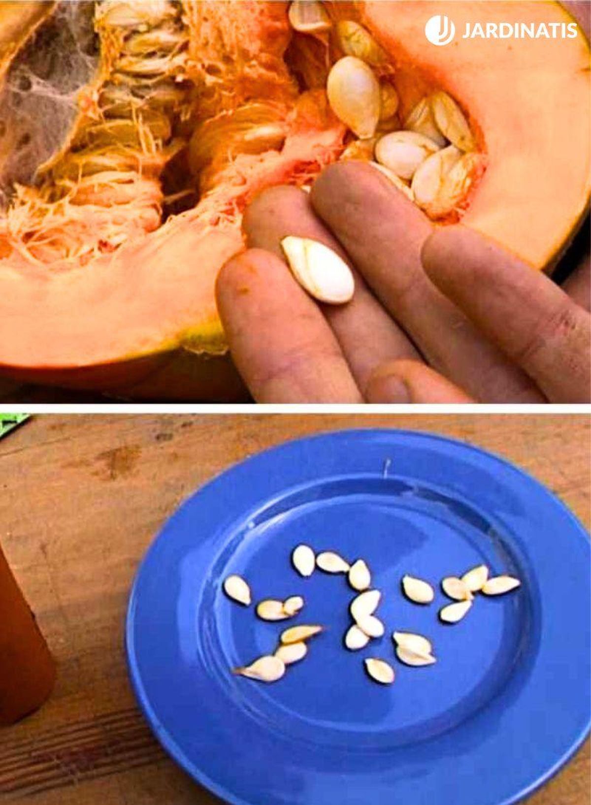 Semillas de calabaza