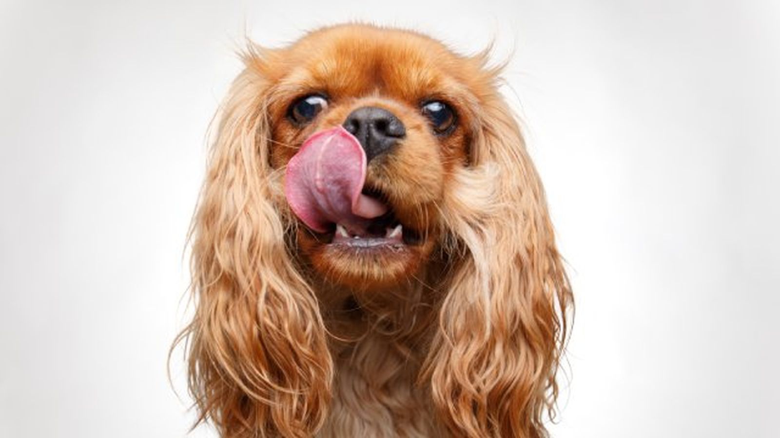 por que lamen los perros 5 por que lamen los perros 5