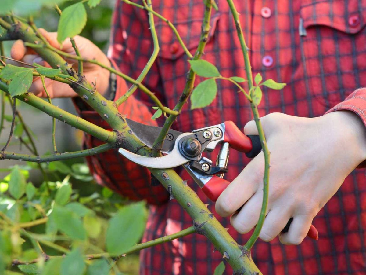 Poda del rosal trepador.