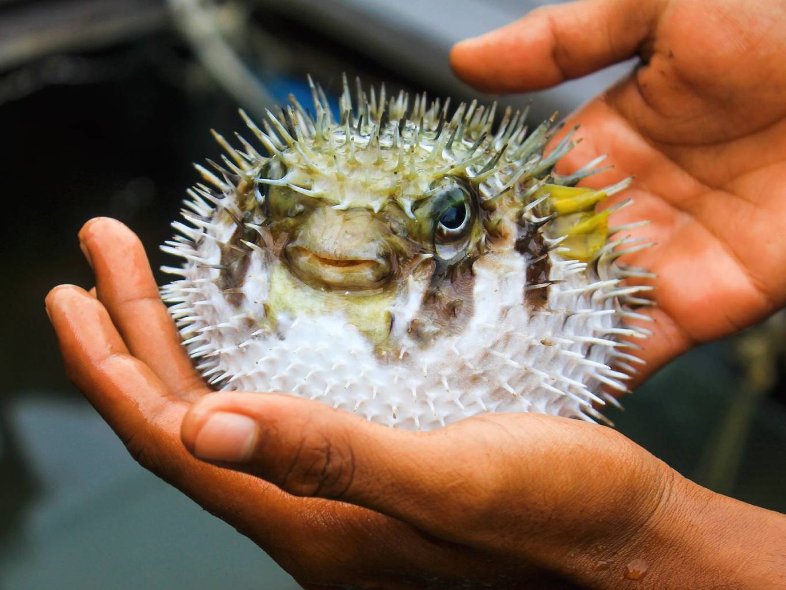 Fugu o pez globo