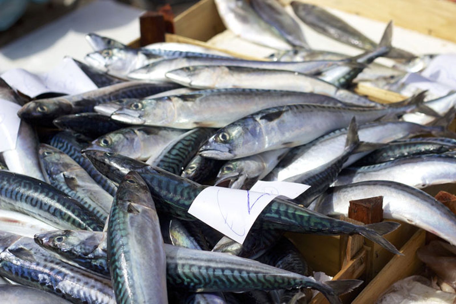sardinillas