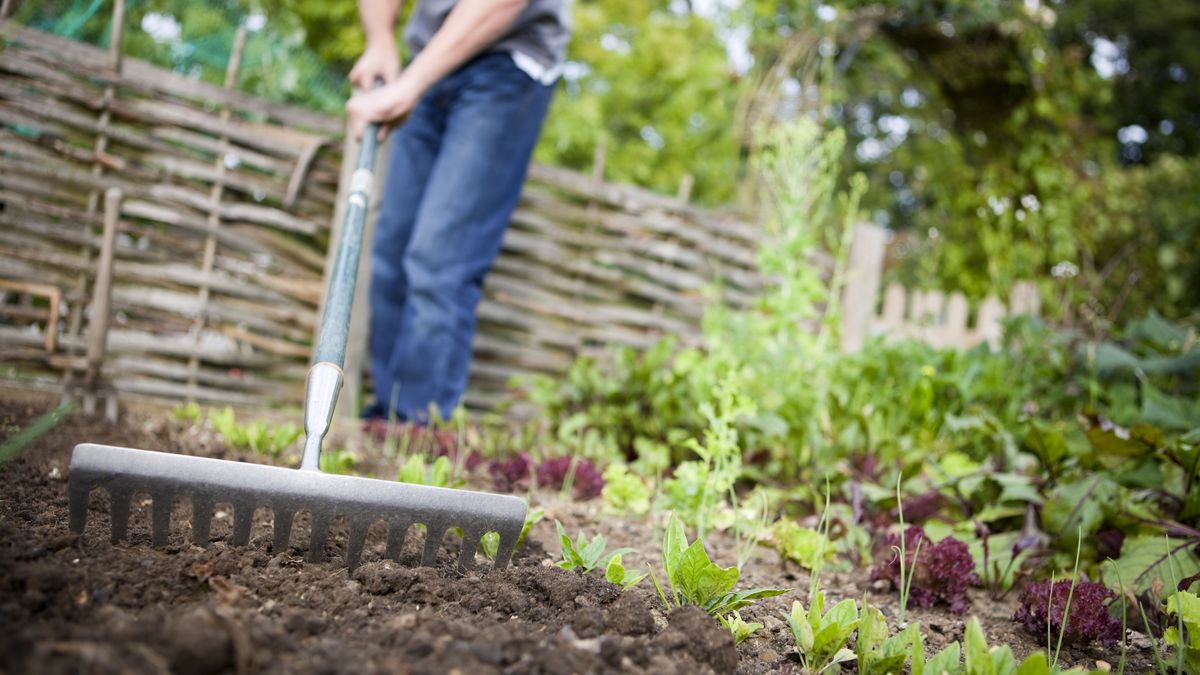 Cultivar sin que la tierra descanse no es recomendable