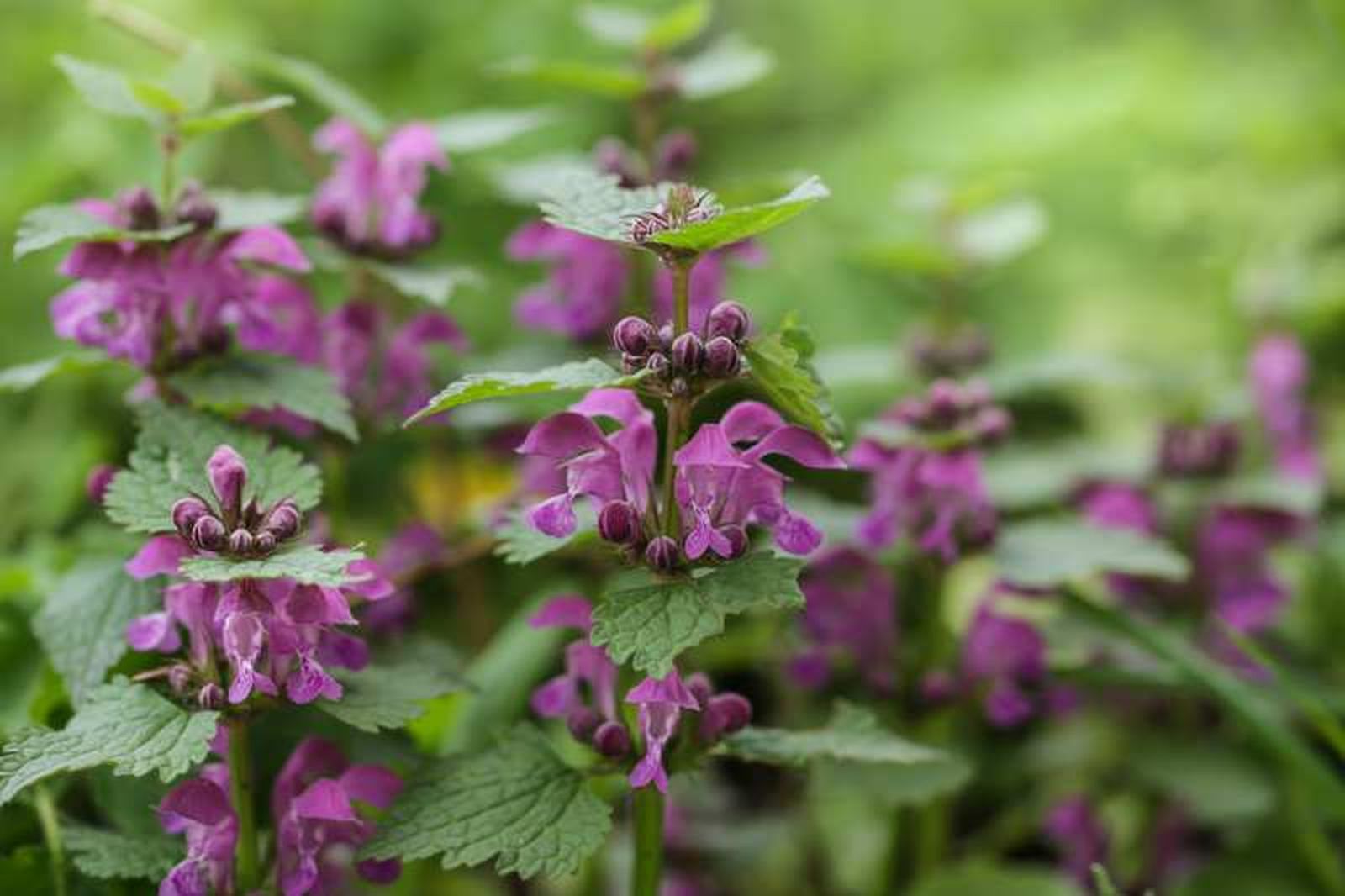Lamium maculatum Lamium maculatum