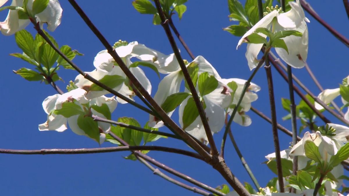 deco 694 cornejo florido varas ramas