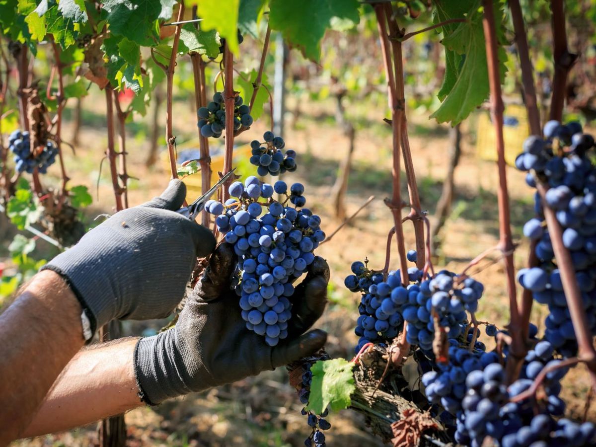 La vendimia se realiza entre finales de agosto y octubre, dependiendo de la zona y del tipo de uva