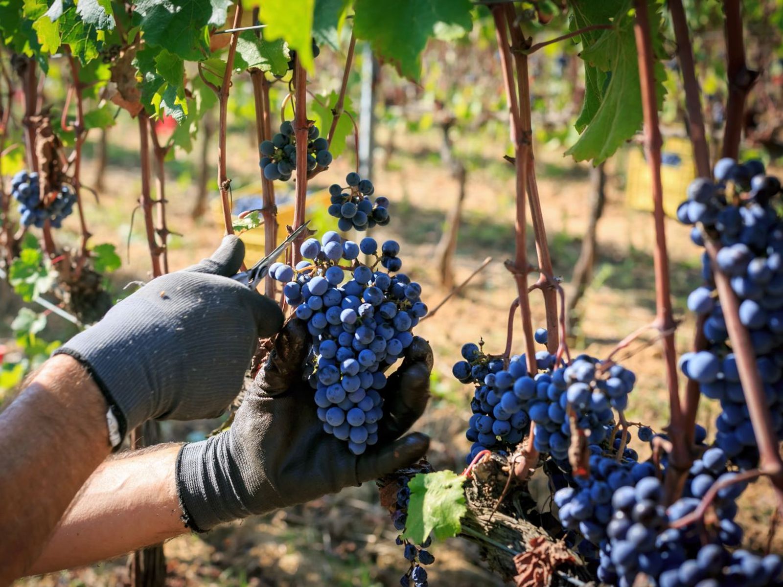 La vendimia se realiza entre finales de agosto y octubre, dependiendo de la zona y del tipo de uva La vendimia se realiza entre finales de agosto y octubre, dependiendo de la zona y del tipo de uva