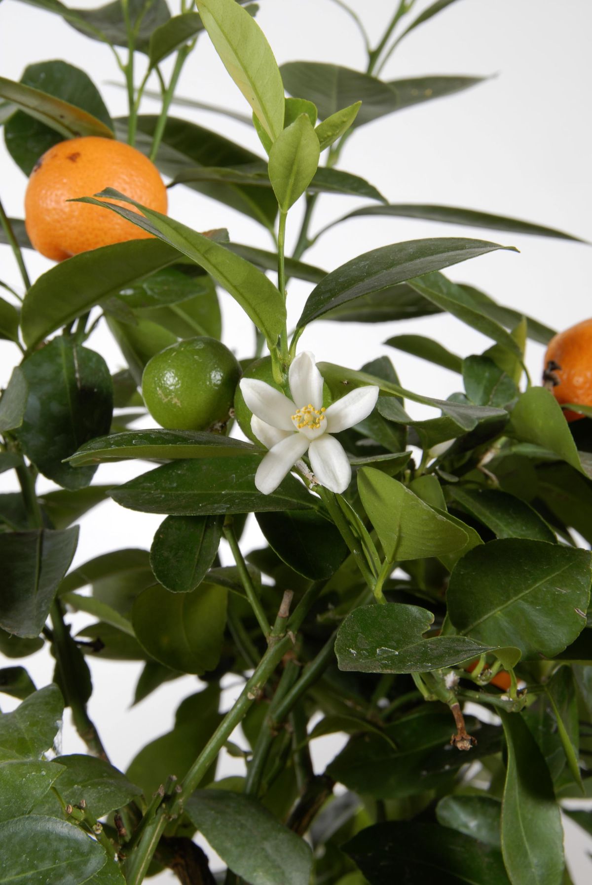 deco 0221 kumkuat caracteristicas