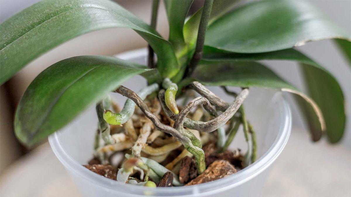 Descubre la razón del color verde de las plantas