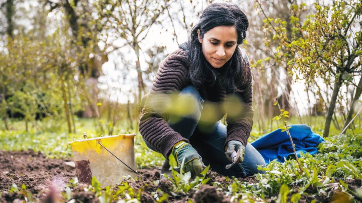 plantar en el momento incorrecto