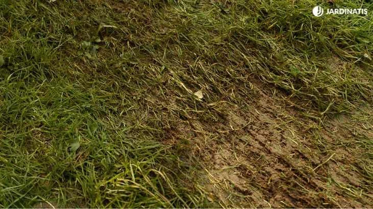 Calvas en el césped