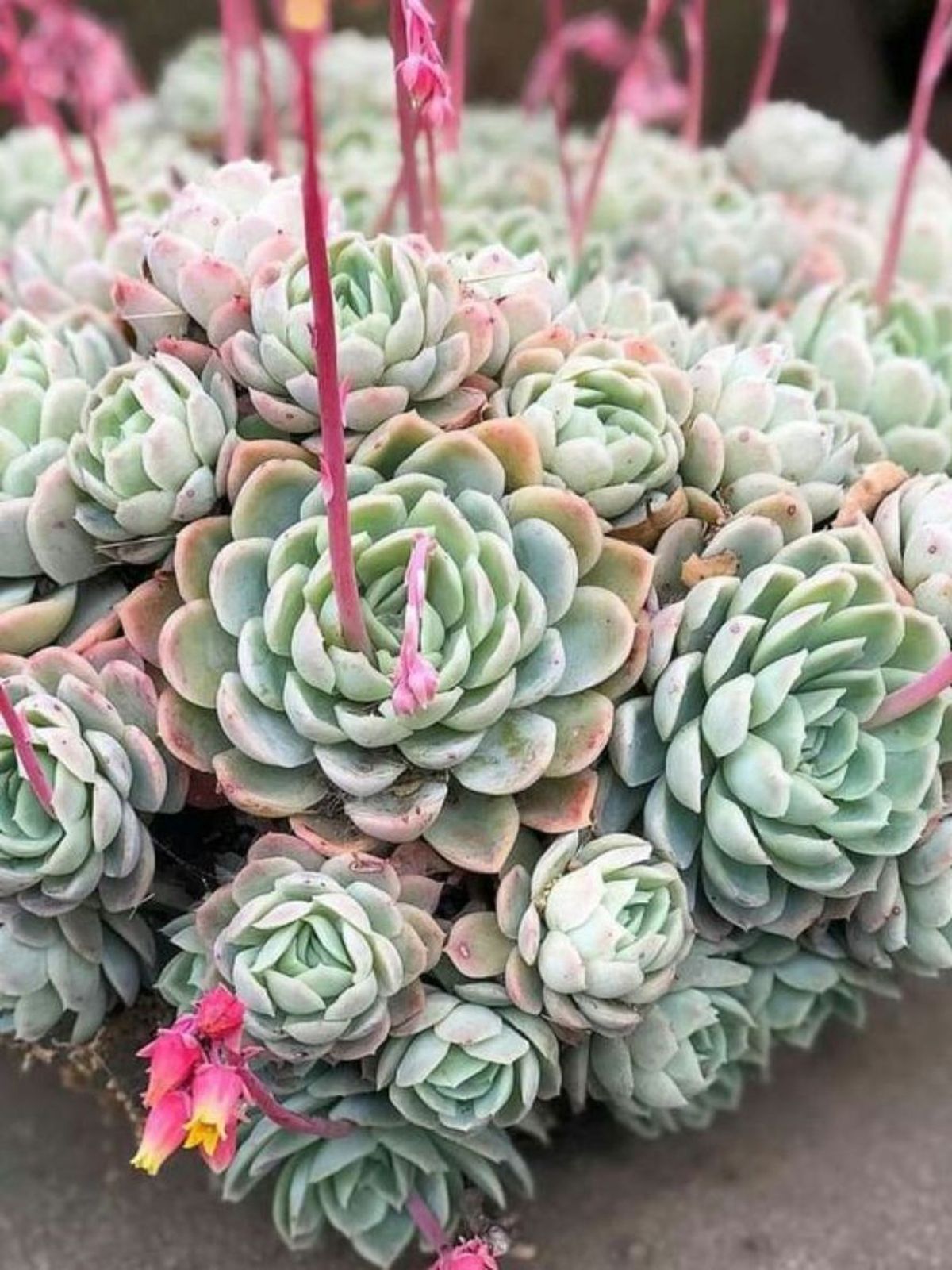 tallo floral de echeveria elegans