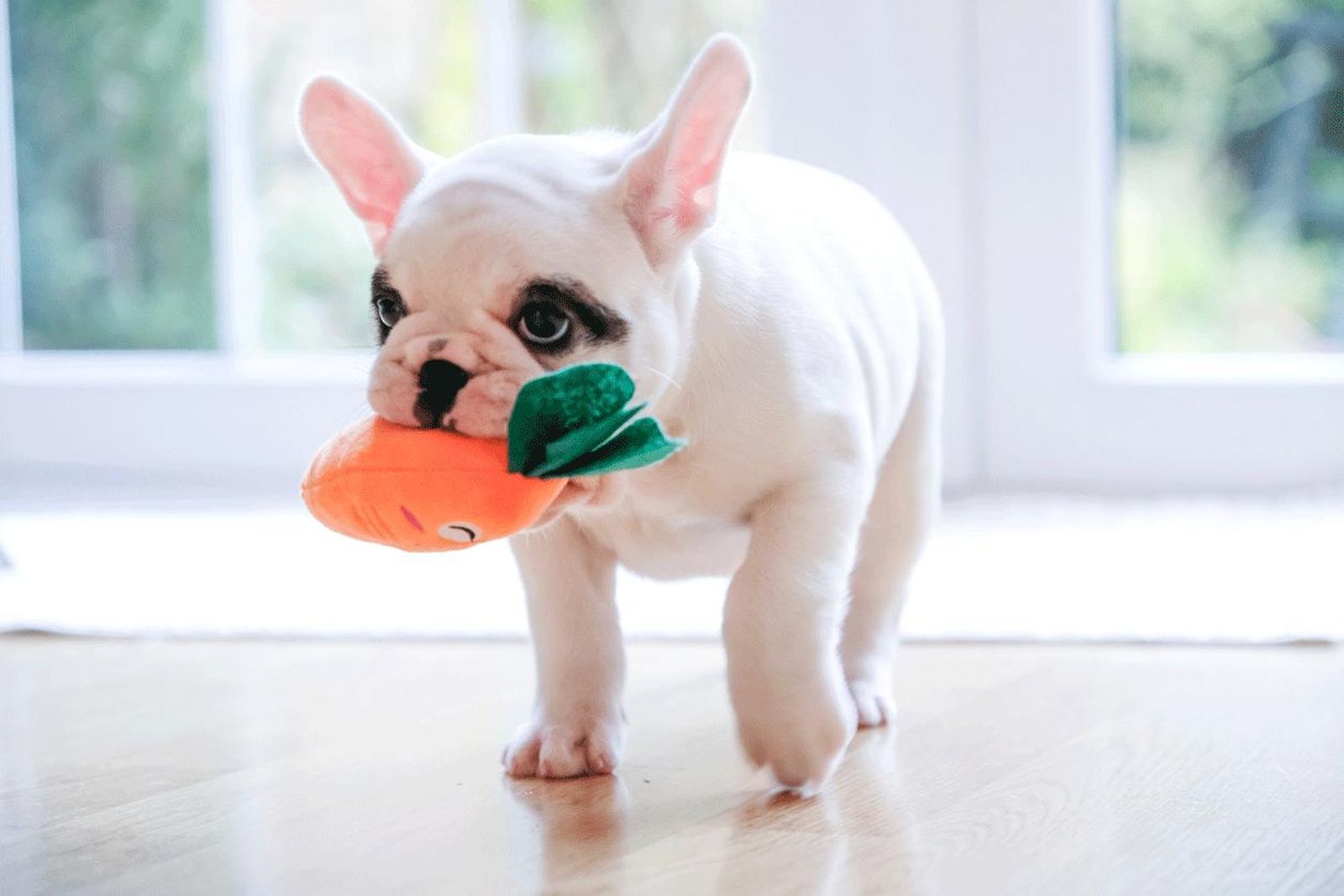 razas vivir piso bulldog frances