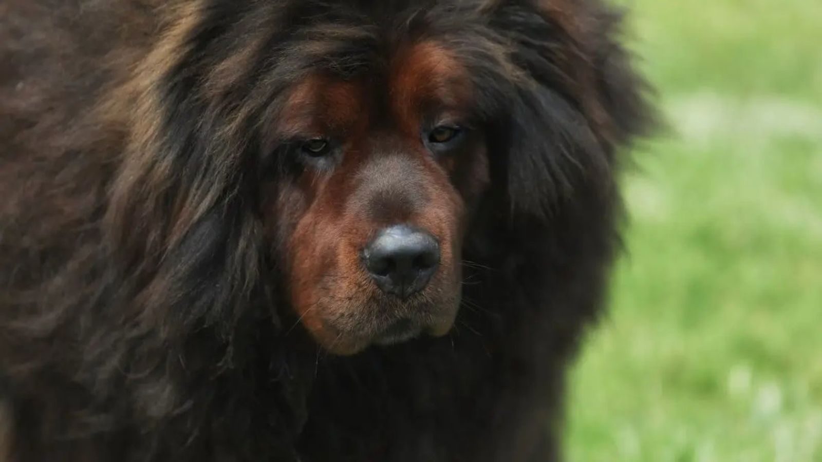 dogo del tibet