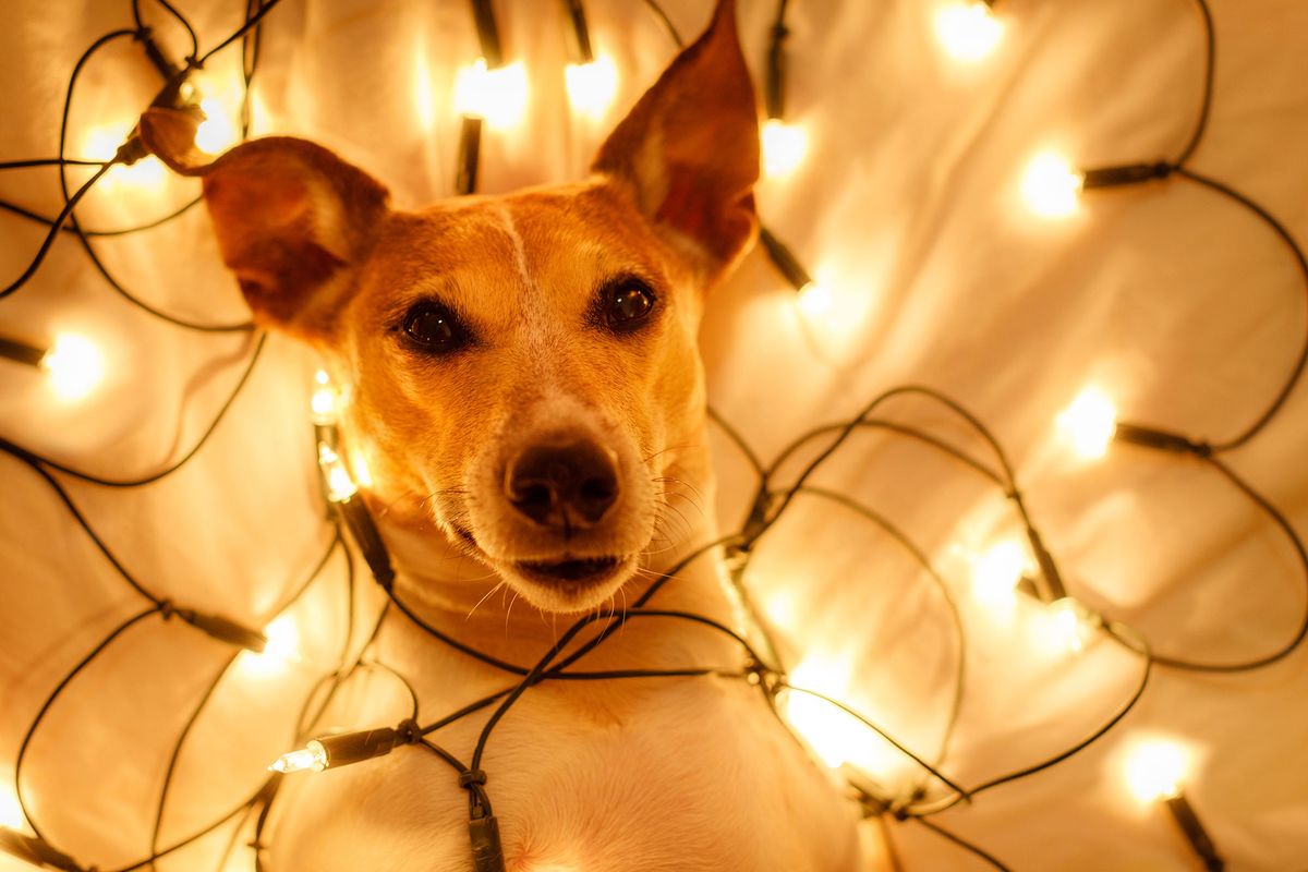 Los adornos navideños pueden suponer un gran peligro para las mascotas.