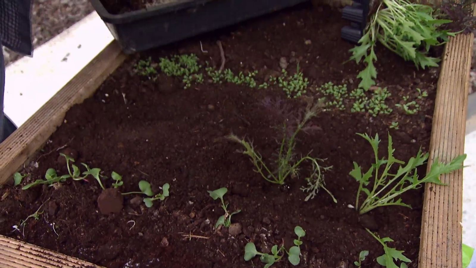 deco 0655 jardineria huerto urbano ecologico mesas plantacion lechuga mizuna deco 0655 jardineria huerto urbano ecologico mesas plantacion lechuga mizuna