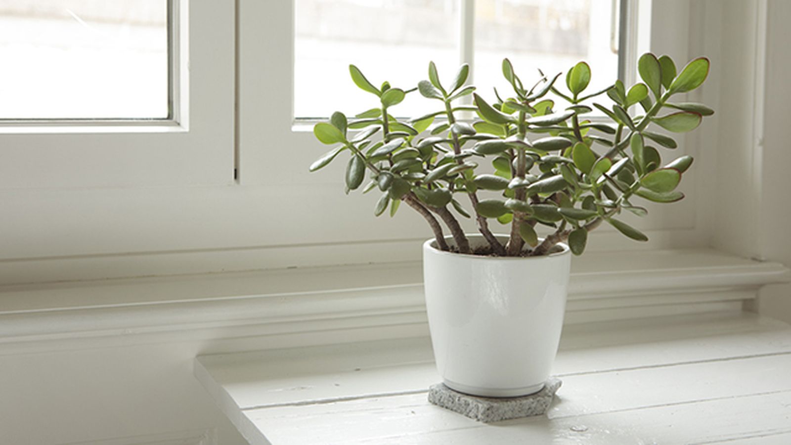 planta de jade suerte