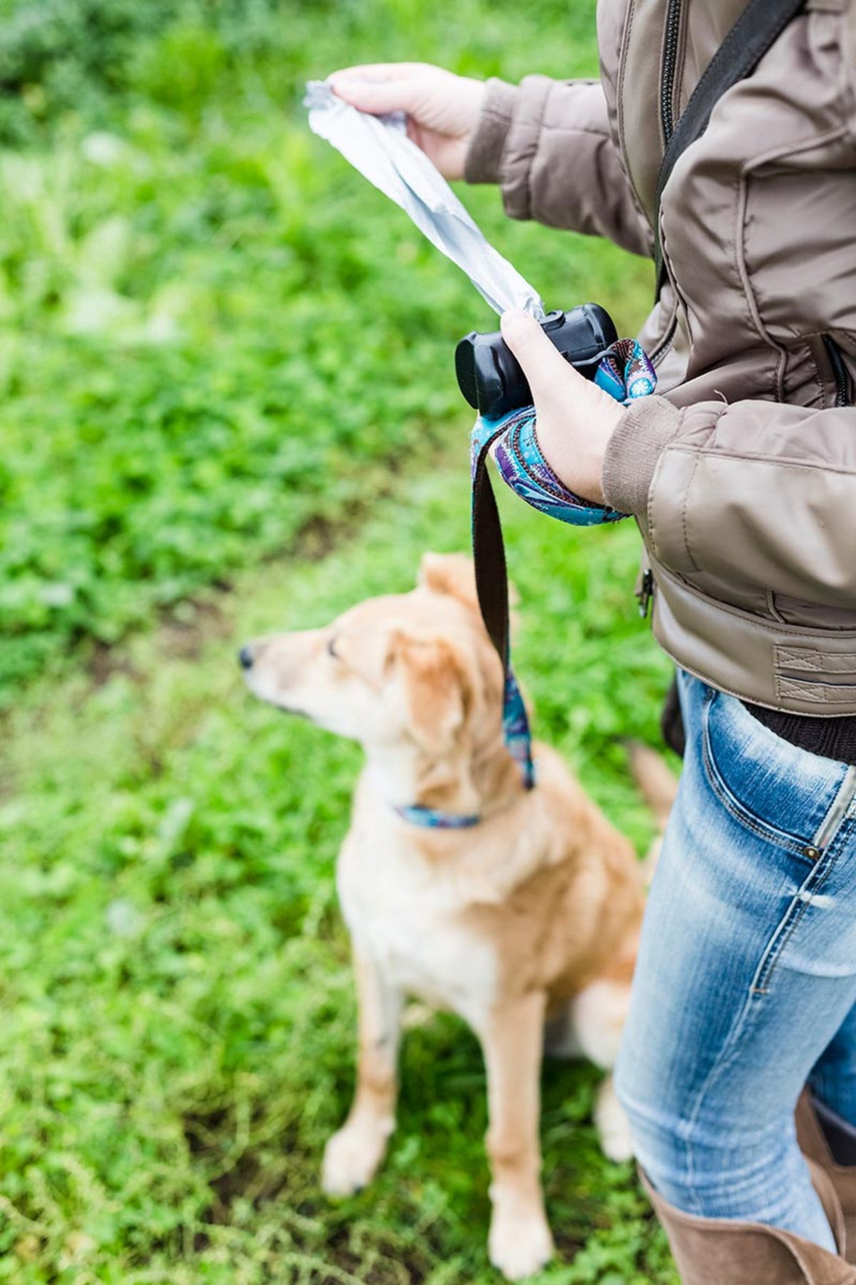 mascotas excrementos perros