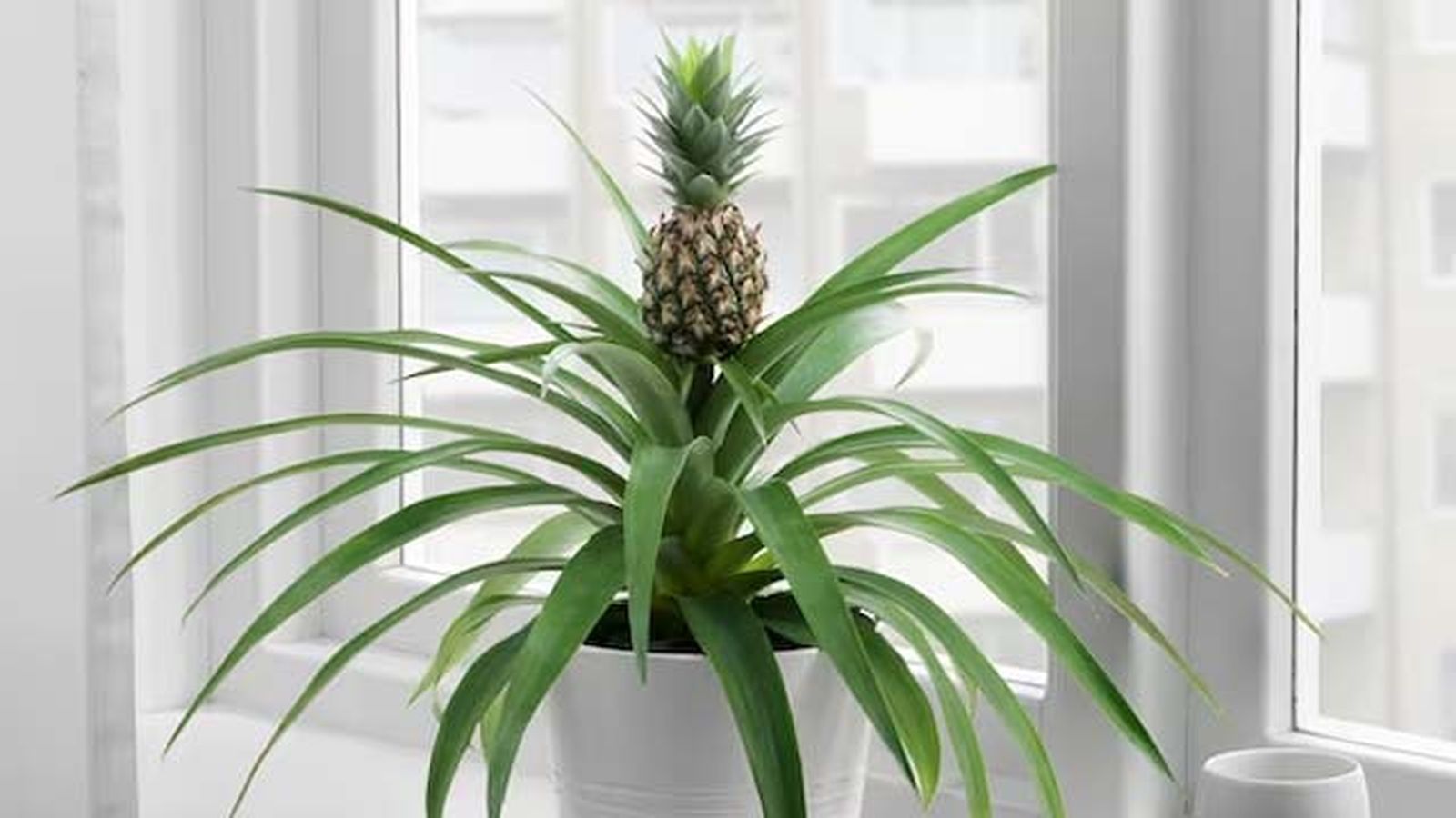 planta ananas ikea planta ananas ikea