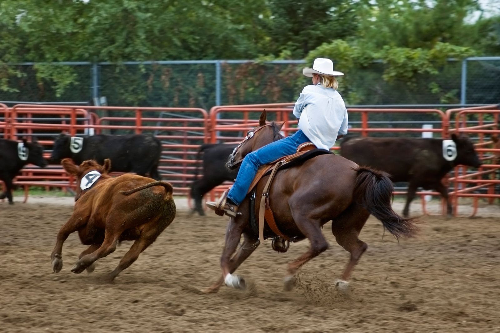 Team penning, deporte ecuestre