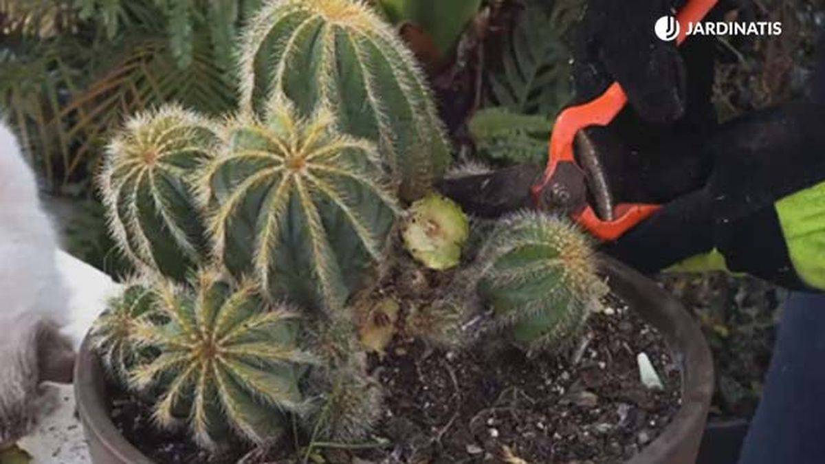 sanear cactus podrido por exceso de agua jardinatis