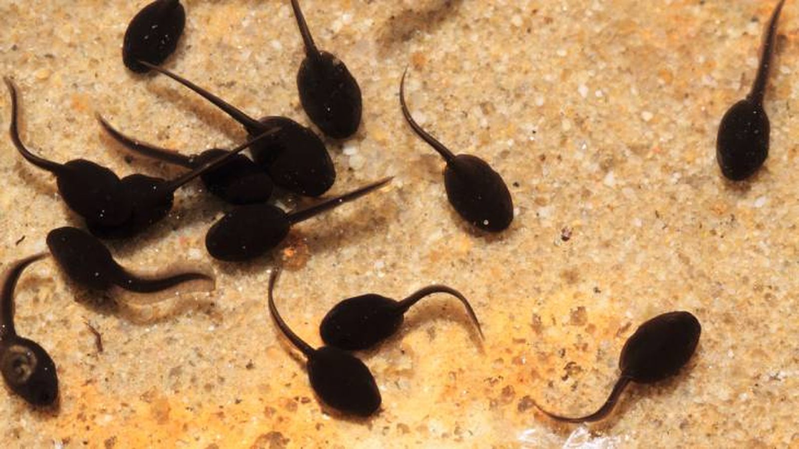 renacuajos anfibios