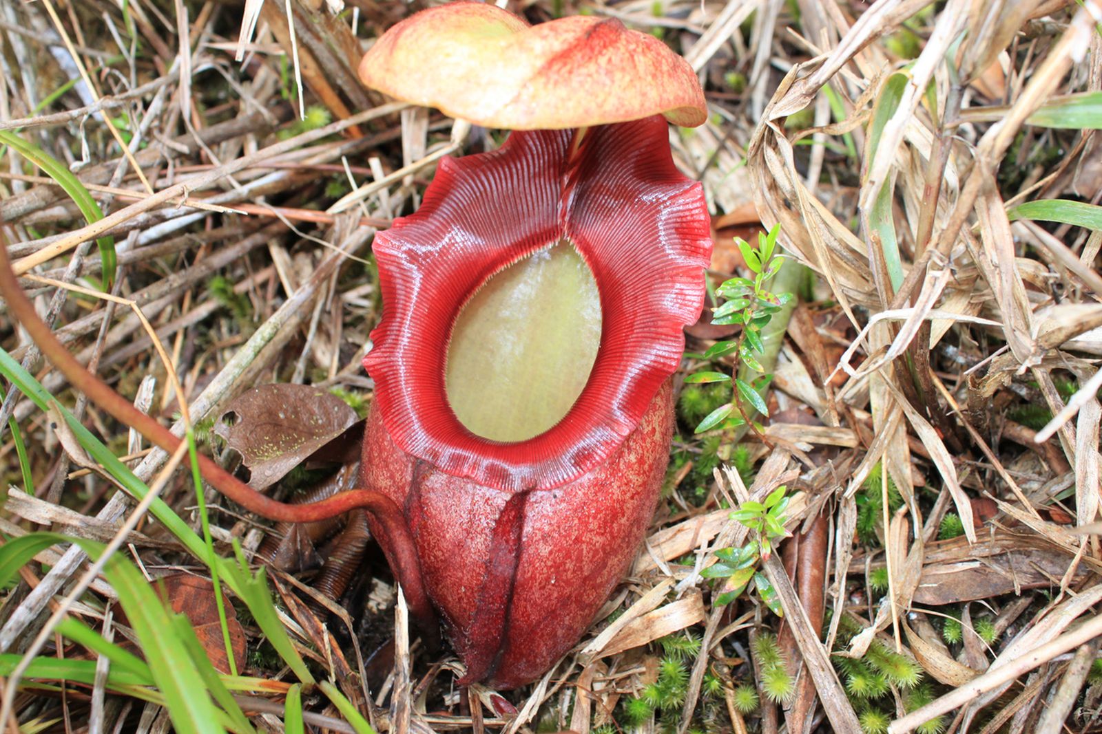Nepenthes rajah.