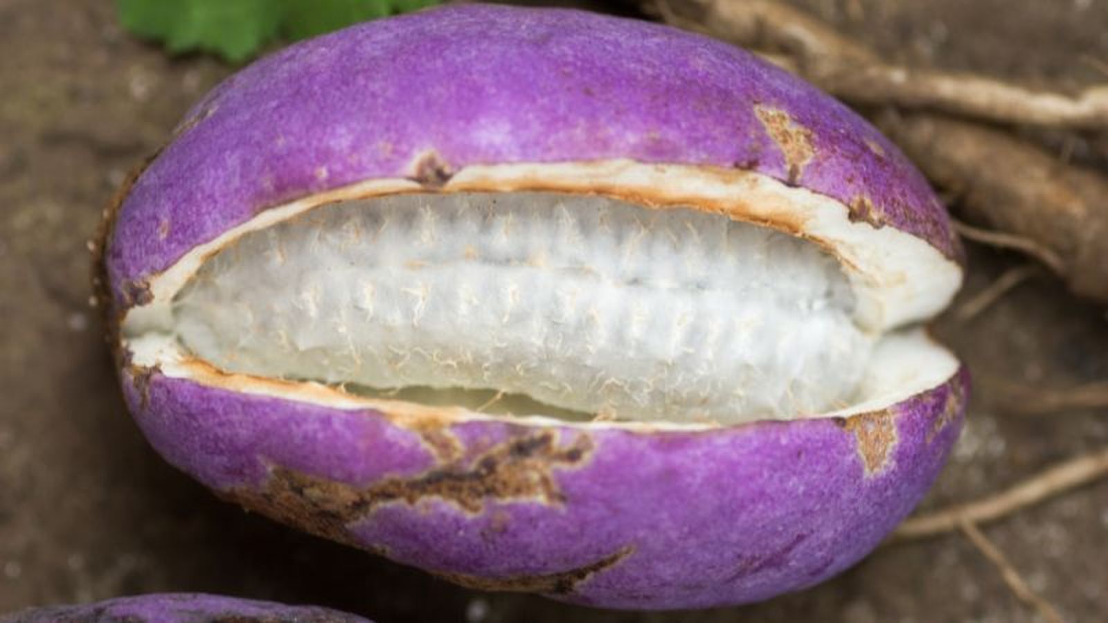 Fruta akebi Fruta akebi