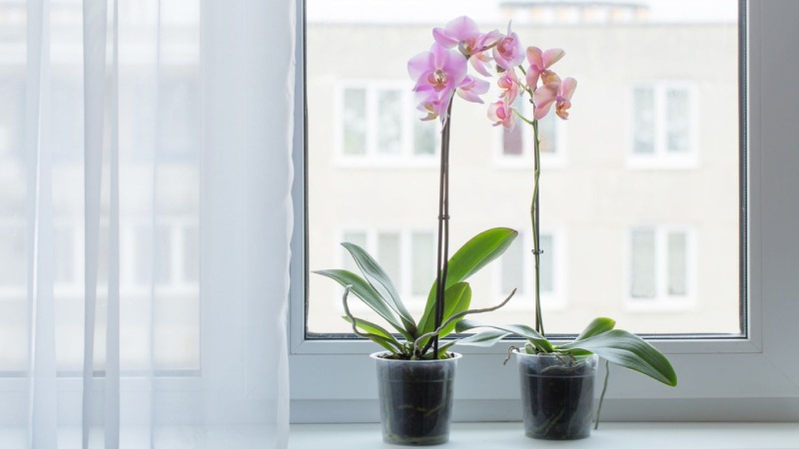 La orquídea es una planta muy elegante, perfecta com regalo. La orquídea es una planta muy elegante, perfecta com regalo.