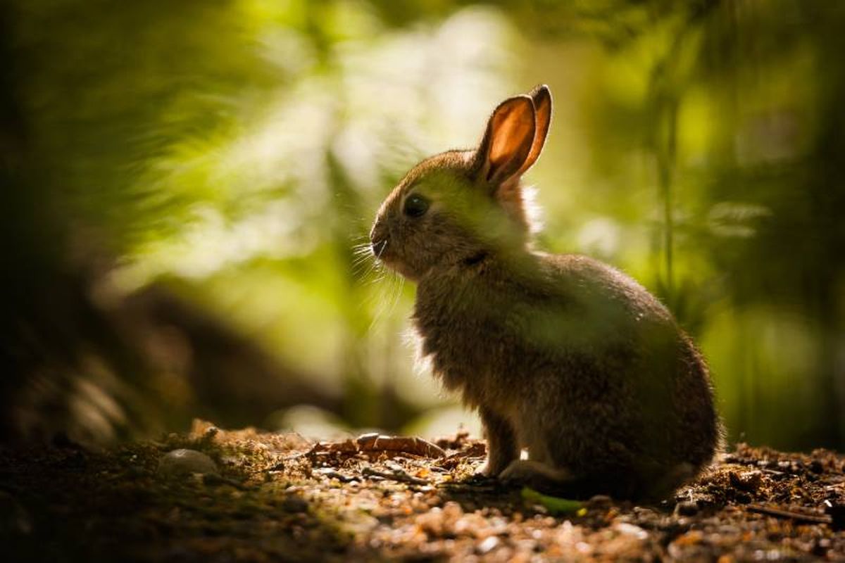 El conejo común o europeo ha sido capaz de adaptarse a los diferentes tipos de hábitats