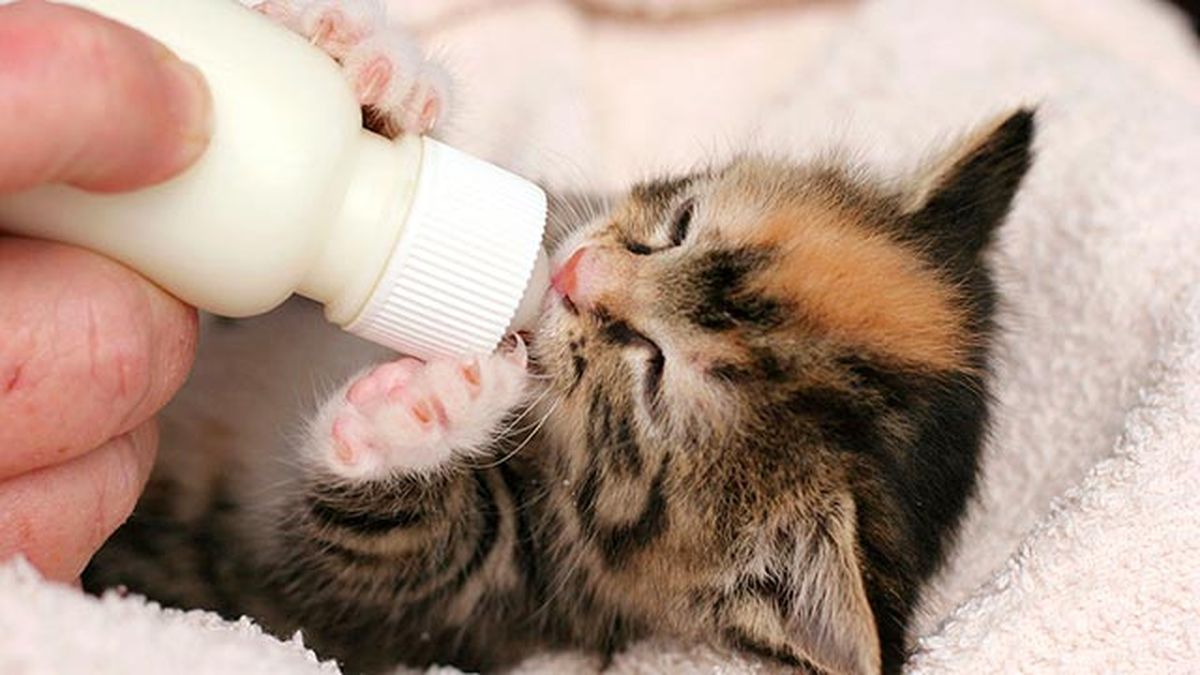 gatito biberon2