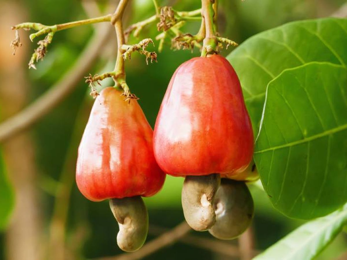 El anacardo proviene de un árbol tropical conocido como Anacardium occidentale