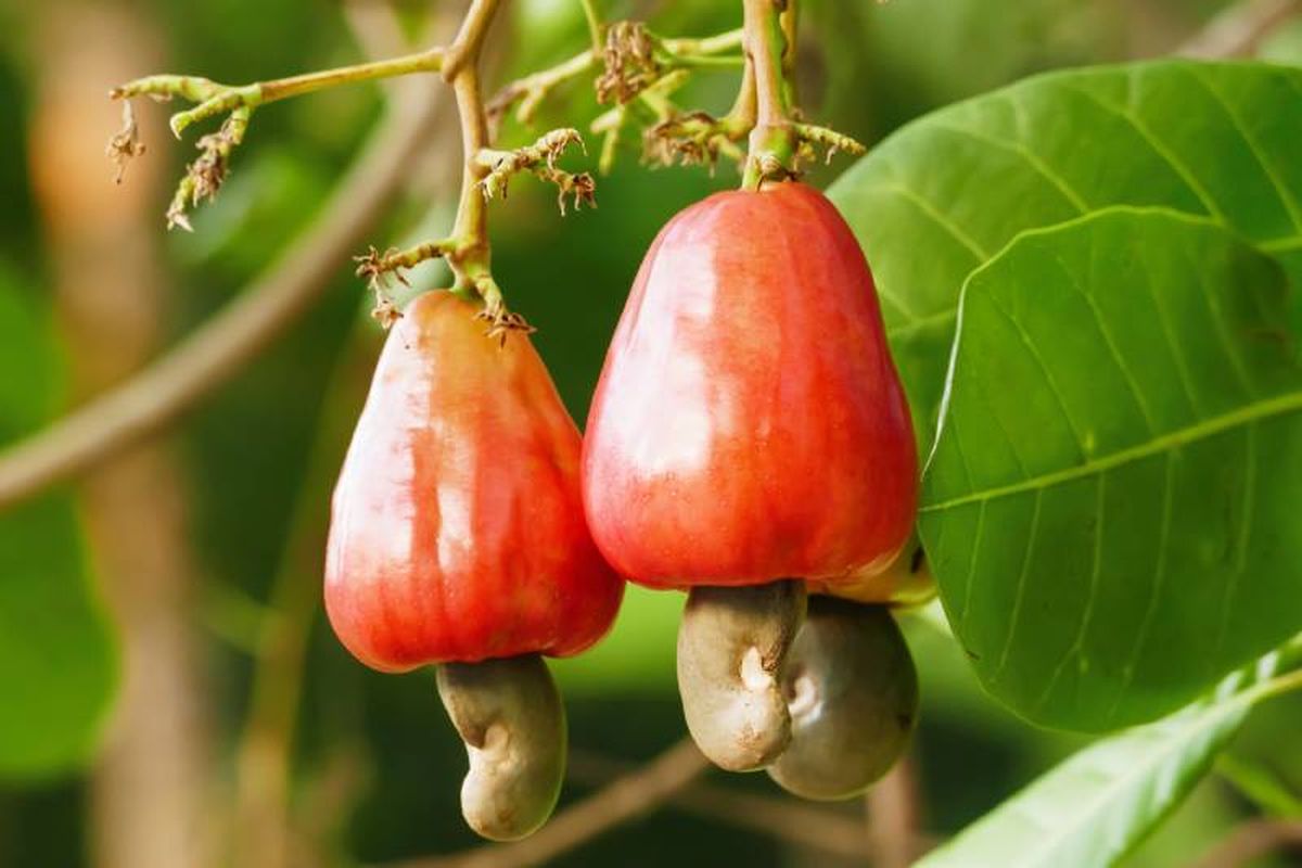 El anacardo proviene de un árbol tropical conocido como Anacardium occidentale.